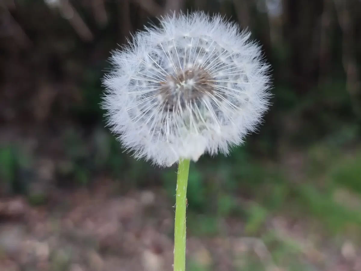 flor diente de leon